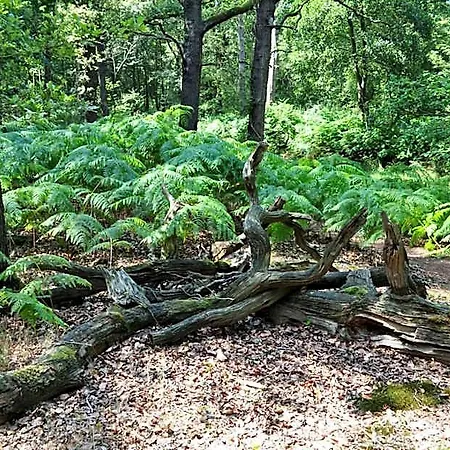 Gasterij Leyduin * Vogelenzang